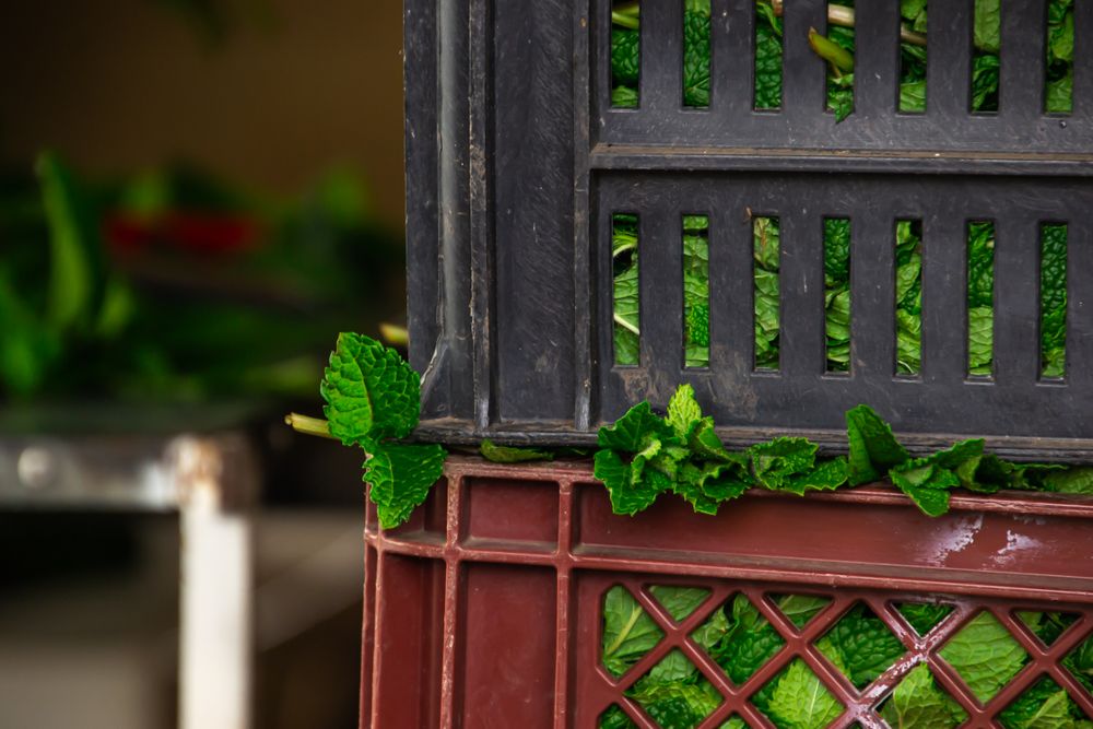 Close-up of vibrant mint leaves stored in a plastic crate indoors.
