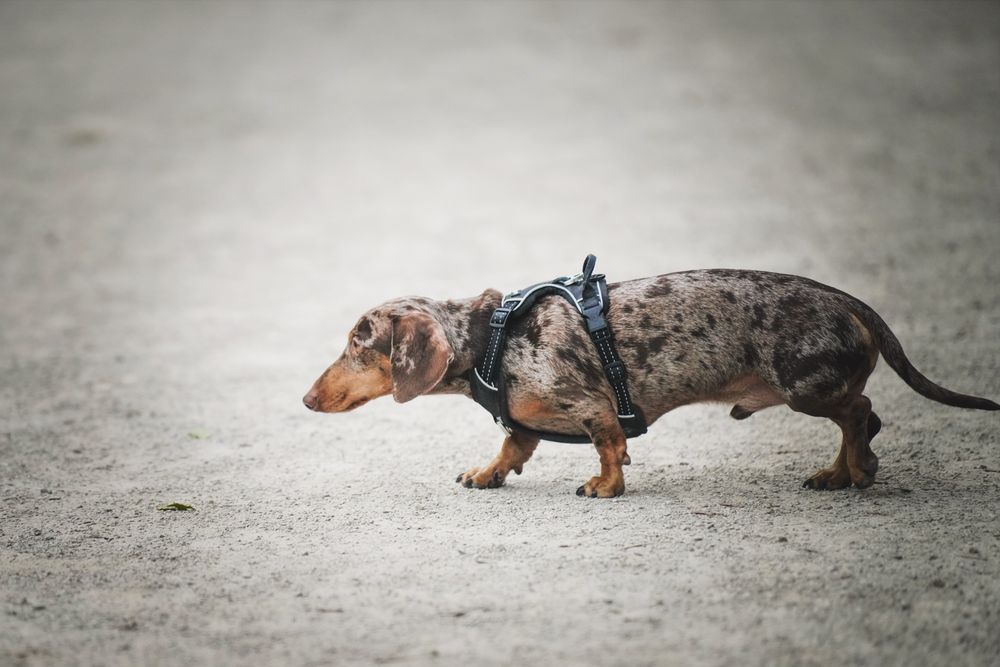 A spotted dachshund walking outdoors, wearing a harness.