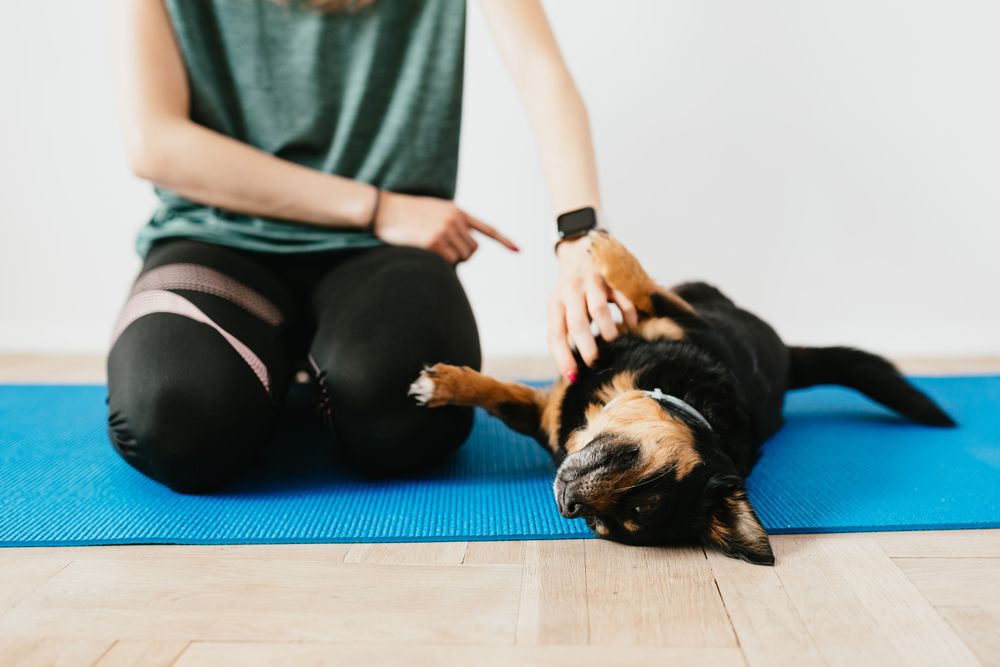 Crop anonymous female in casual wear and smart watch training funny Lancashire Heeler resting on blue yoga mat in flat